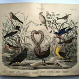 Old engraving from 1886 - Nightingale and birds - Vintage nature lithograph