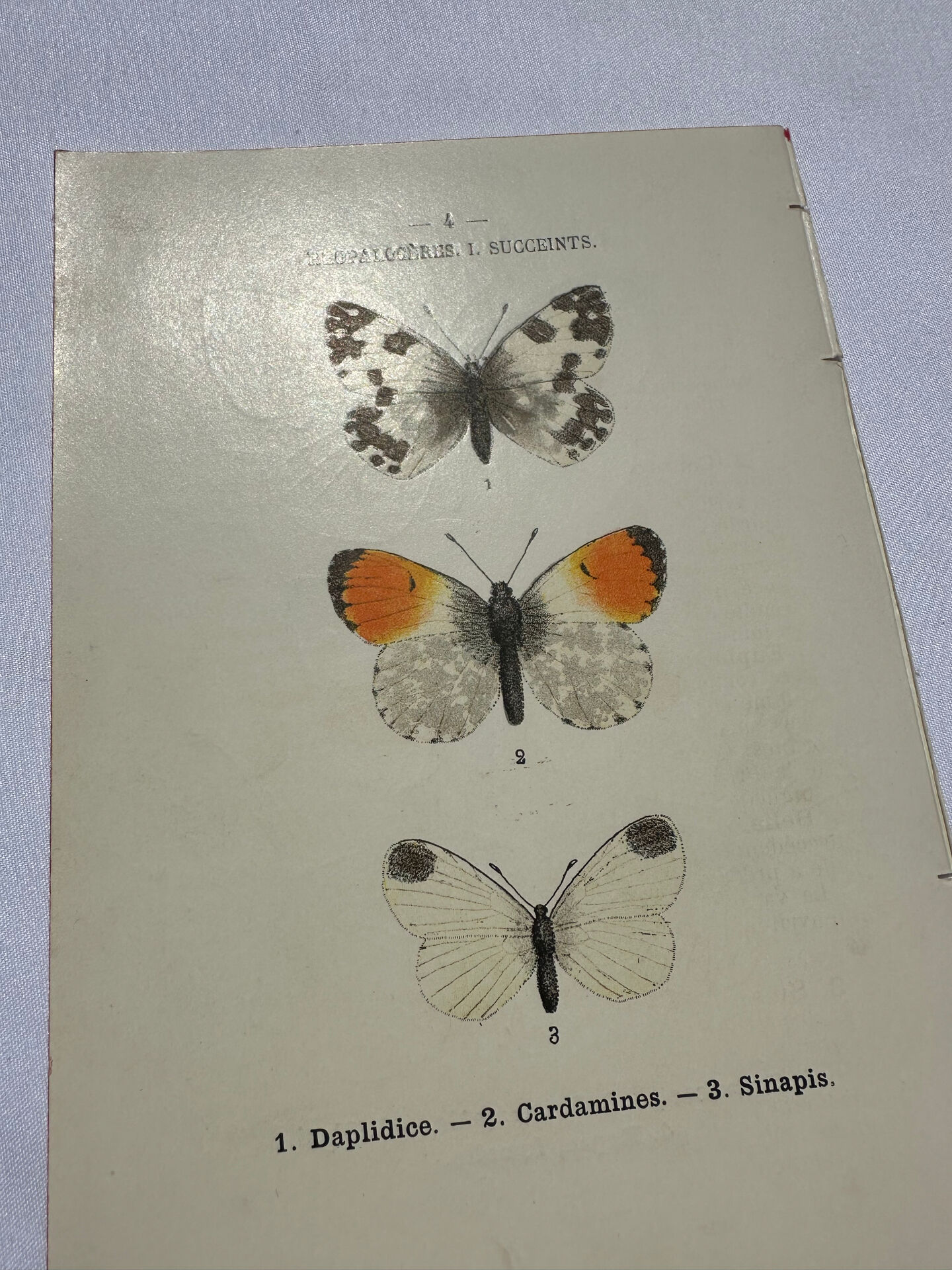 Butterfly engraving botanical plate naturalist science