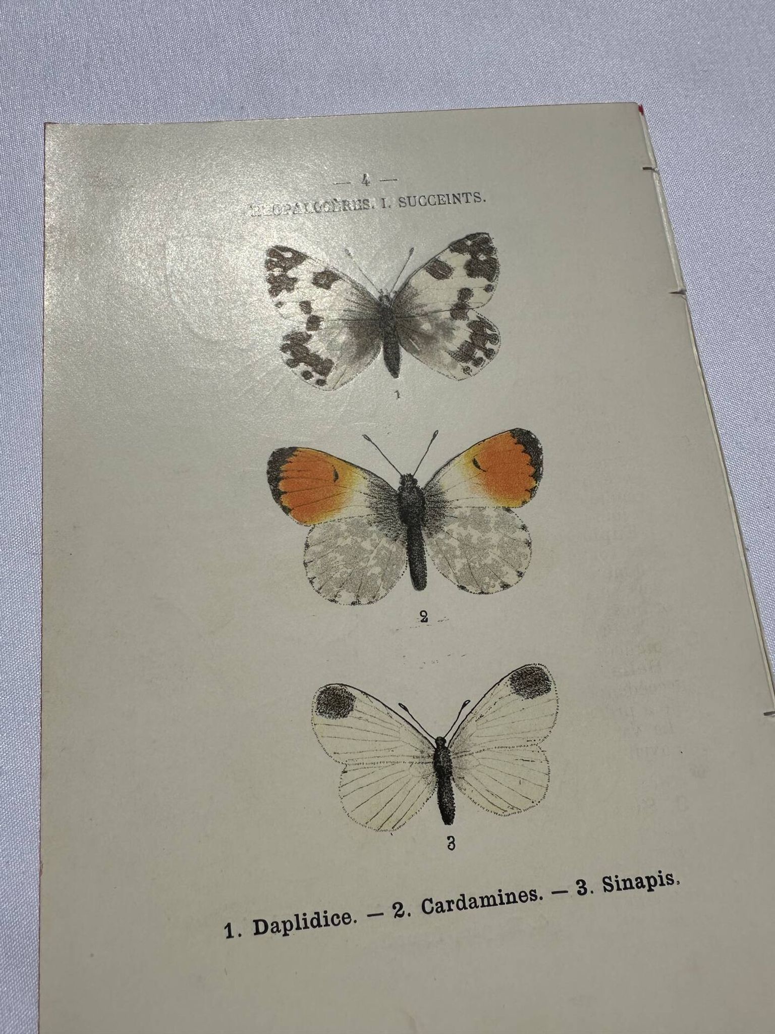 Gravure papillon planche botanique naturaliste science