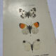 Butterfly engraving botanical plate naturalist science