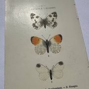 Gravure papillon planche botanique naturaliste science
