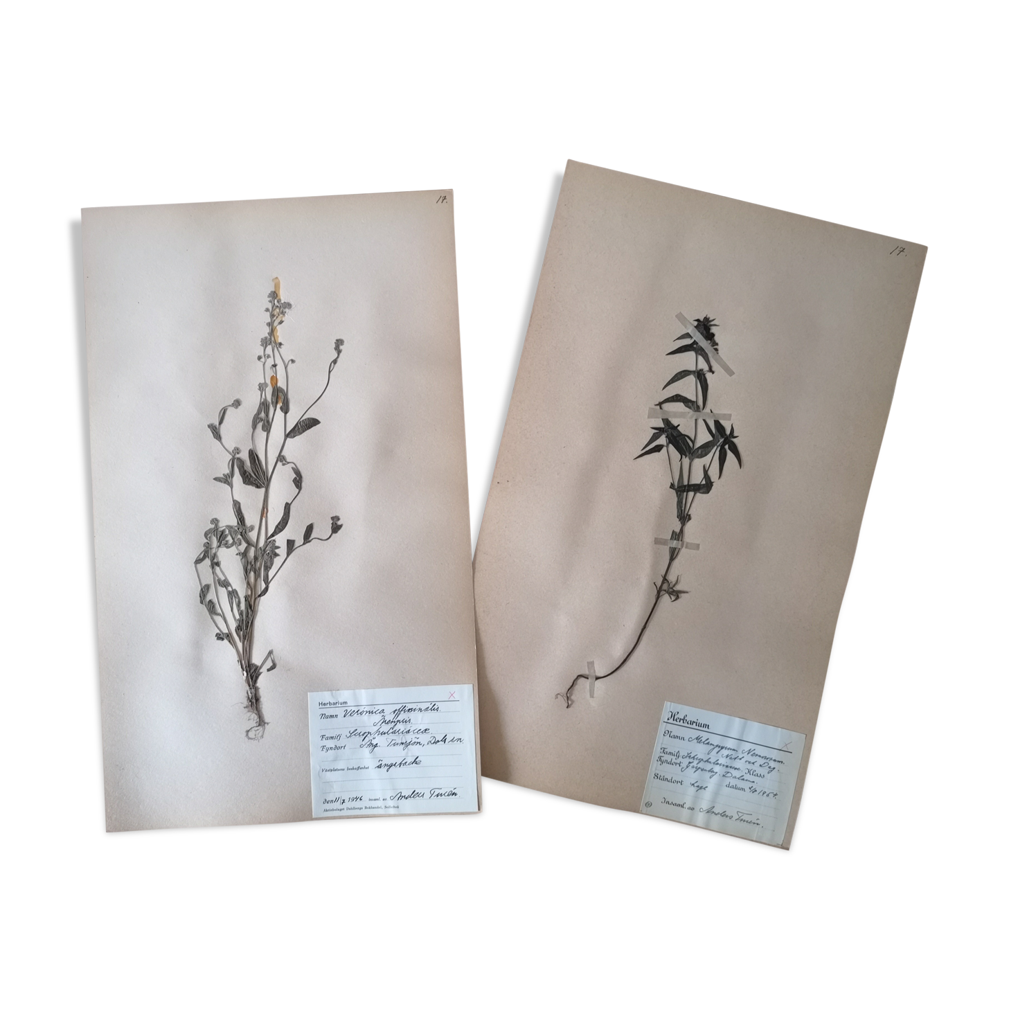 Anders's herbarium - ancient Swedish herbarium boards