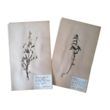 Anders's herbarium - ancient Swedish herbarium boards