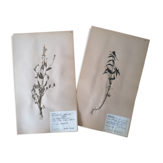 Anders's herbarium - ancient Swedish herbarium boards