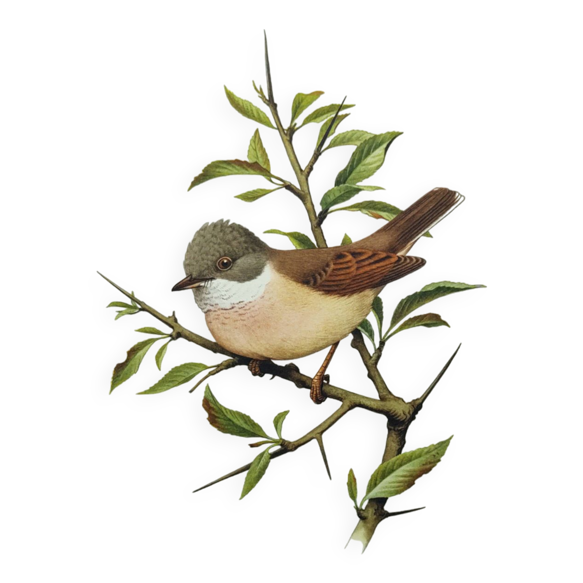 Old bird board 1960 - Black-headed Warbler - Animal illustration