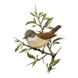 Planche oiseaux 1960 - Fauvette à Tête Noire - Illustration animale