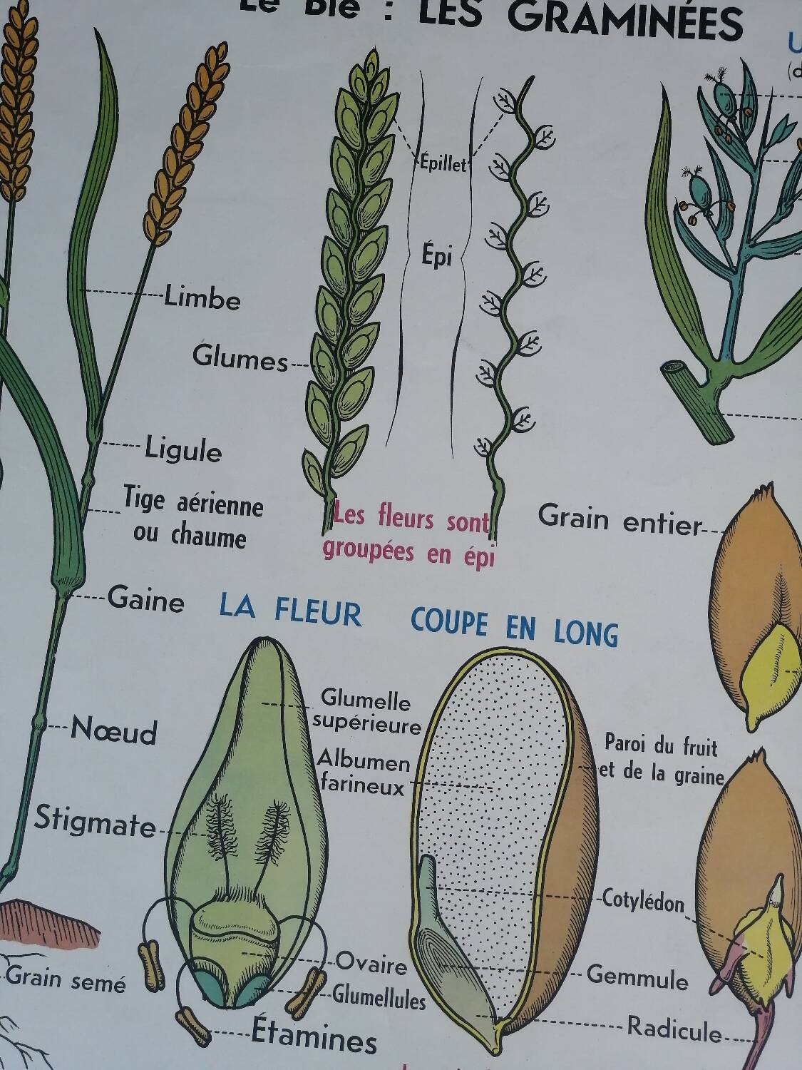 Vintage MDI school poster: Plants without flowers & Wheat, grasses.