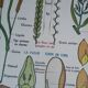 Vintage MDI school poster: Plants without flowers & Wheat, grasses.