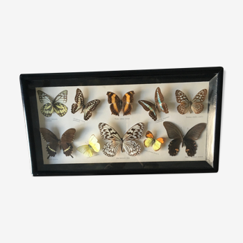 Cadre vitré avec des papillons naturalisés
