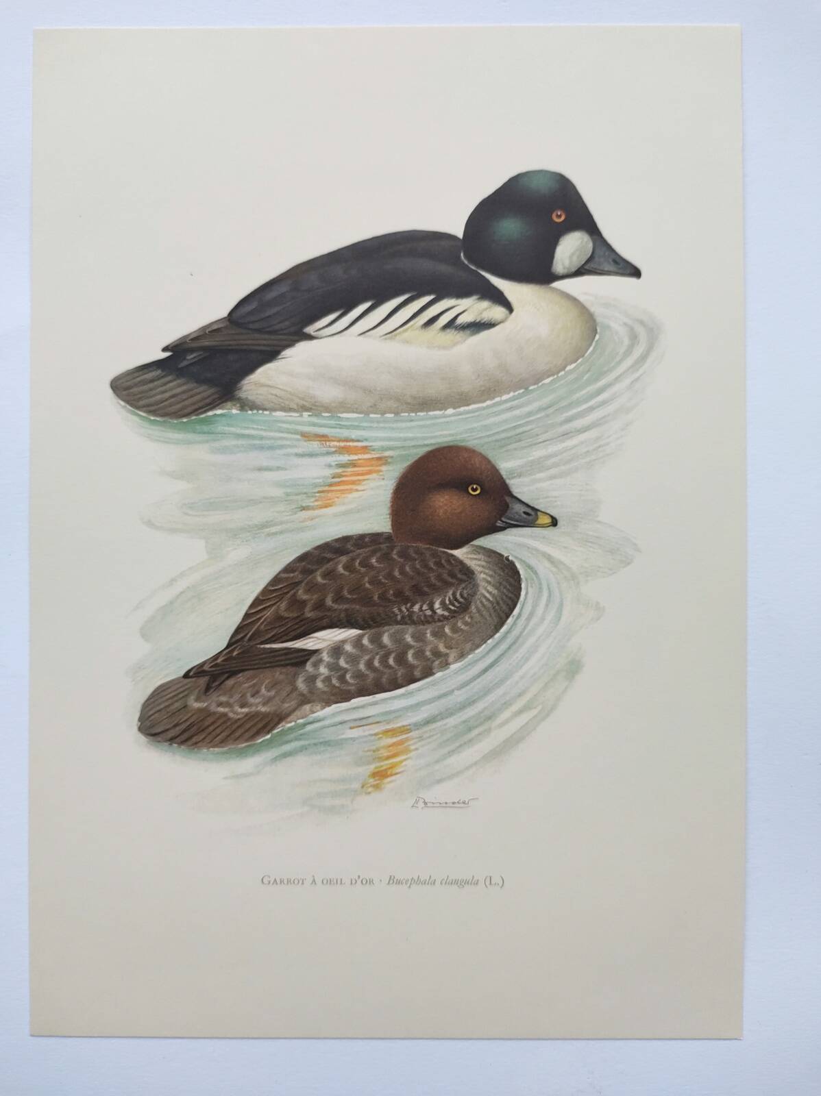 Ornithological board 60s - Goldeneye - Vintage bird illustration