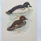 Ornithological board 60s - Goldeneye - Vintage bird illustration