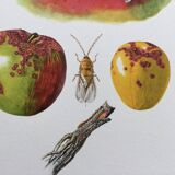 Affiche botanique 'Insectes' Illustration ancienne, années 60