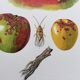 Botanical poster 'Insects' Antique illustration, 1960s