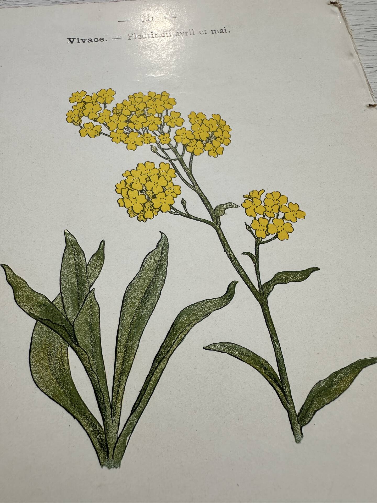 Botanical Plate 1800 Old Naturalist Engraving 19th Century Double-Sided