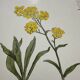 Botanical Plate 1800 Old Naturalist Engraving 19th Century Double-Sided