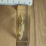 Crustacean in resin block