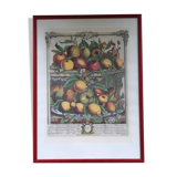 Ancient English botanical board of April 1732