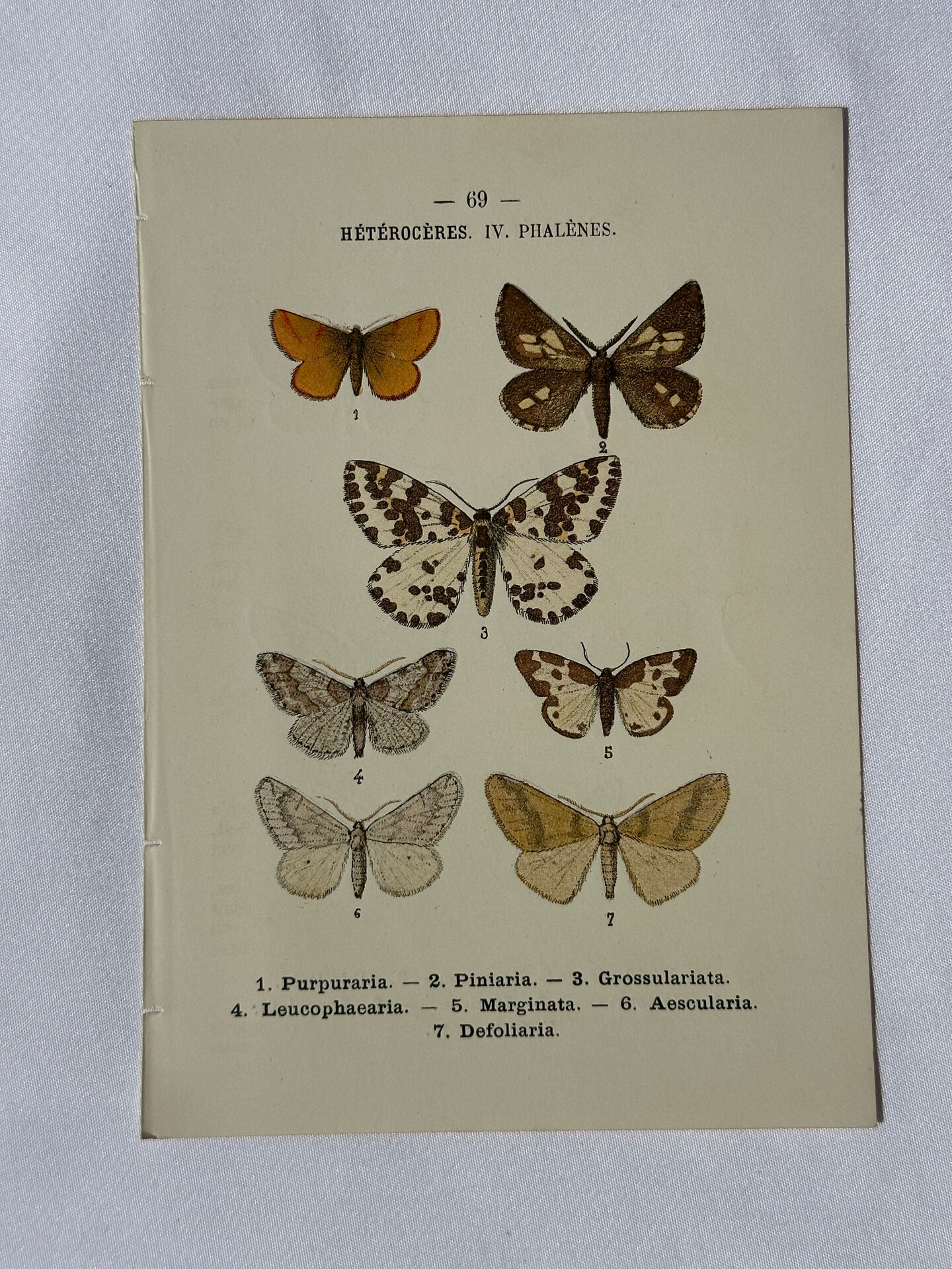 🦋 Botanical Plate Engraving of a Butterfly, 19th Century Naturalist
