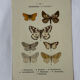 🦋 Botanical Plate Engraving of a Butterfly, 19th Century Naturalist
