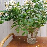 Honeycomb vase p d'avesn