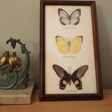 Butterfly frame