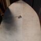 Taxidermie canard col vert