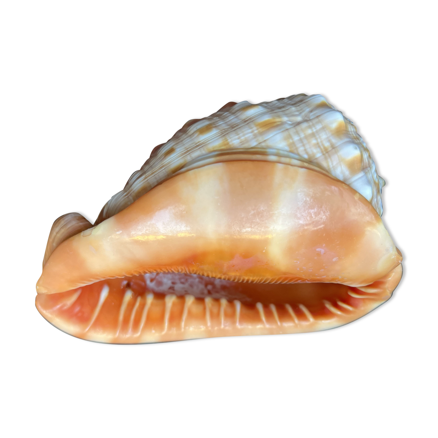 Shell