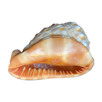 Shell