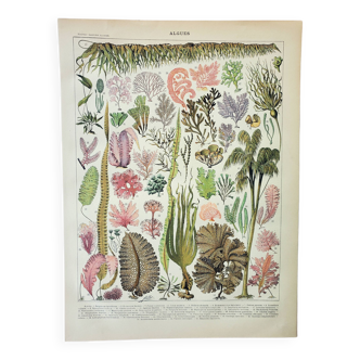 Gravure ancienne de 1898 • Algues, plante marine, flore • Affiche originale et vintage