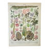 Gravure ancienne de 1898 • Algues, plante marine, flore • Affiche originale et vintage