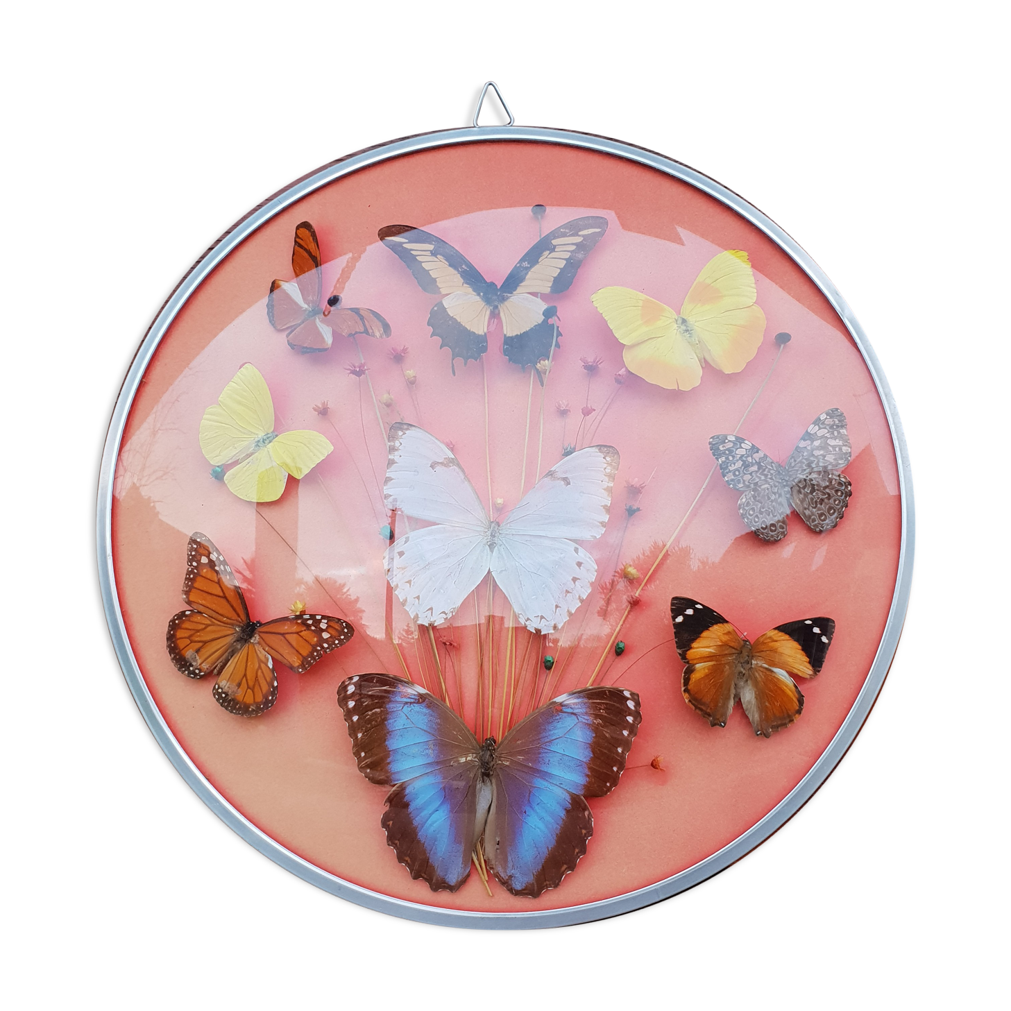 Round frame butterflies naturalized
