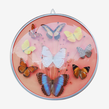 Round frame butterflies naturalized