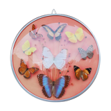 Round frame butterflies naturalized