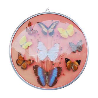 Round frame butterflies naturalized
