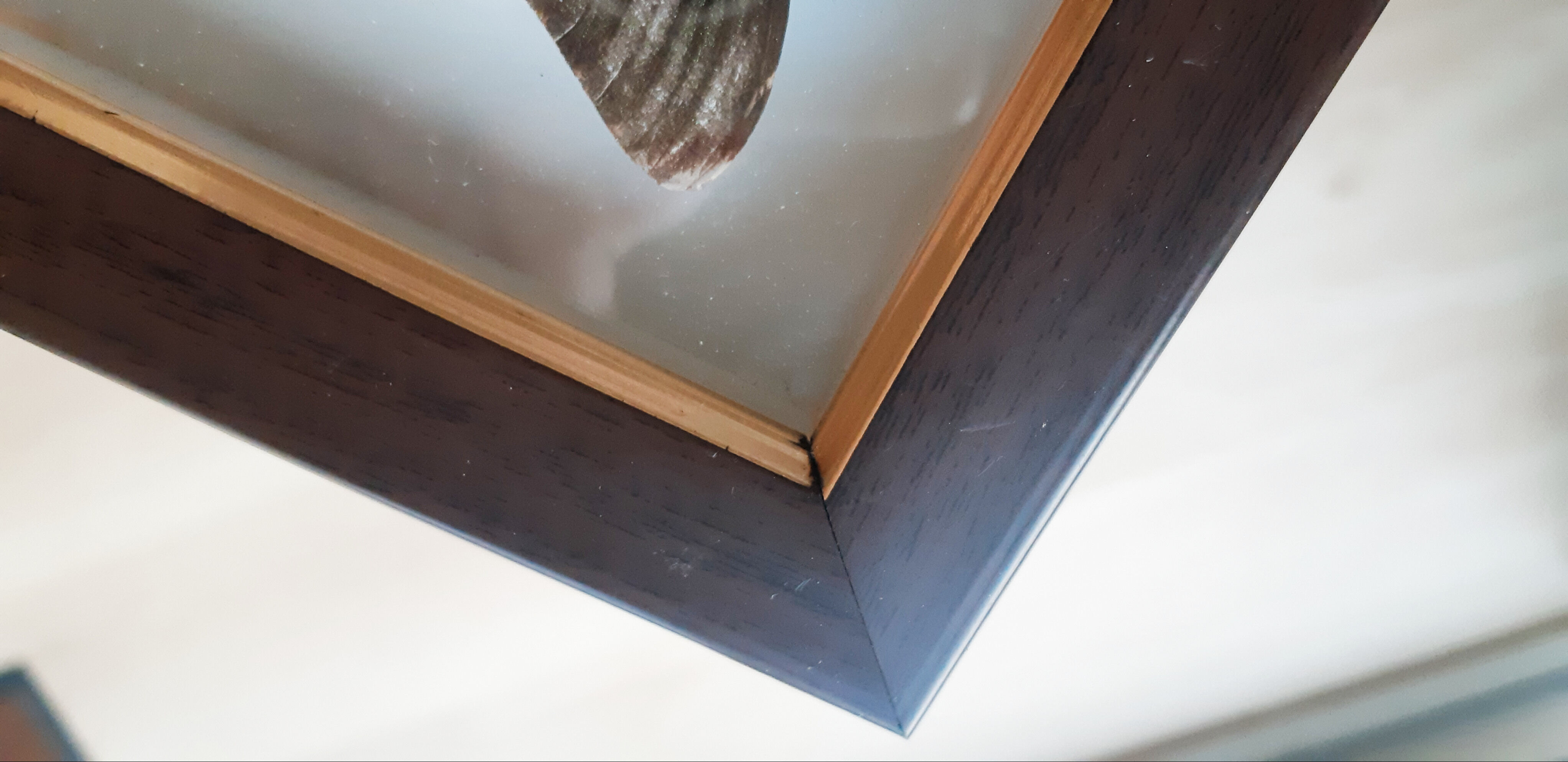 Naturalized butterfly under glass