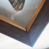 Naturalized butterfly under glass