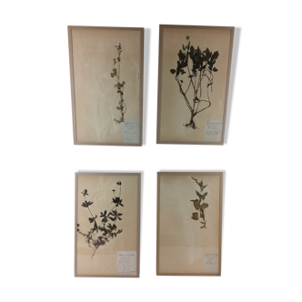 Set de 4 herbiers