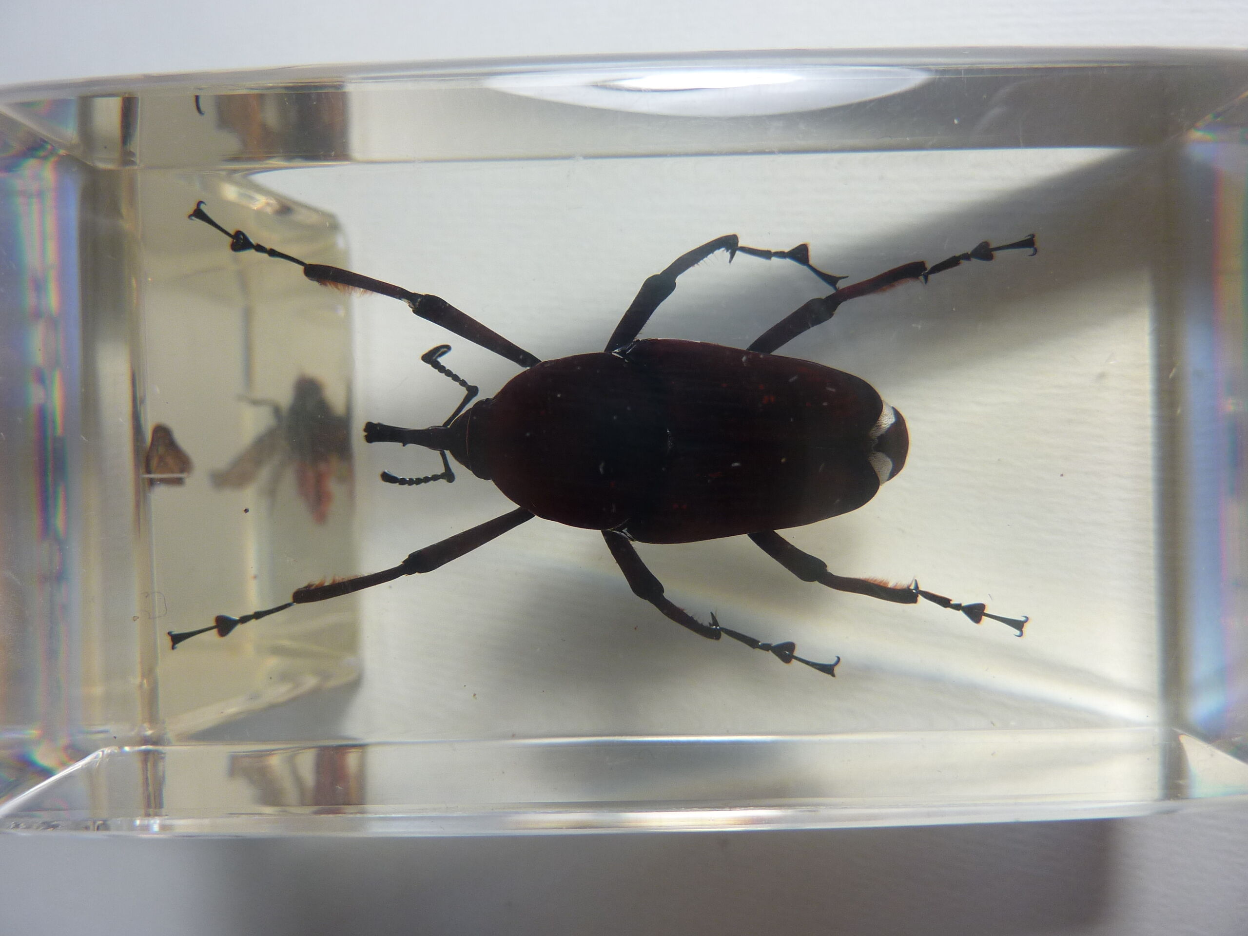Inclusions insectes, cabinet de curiosité, scorpion