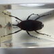 Inclusions insectes, cabinet de curiosité, scorpion