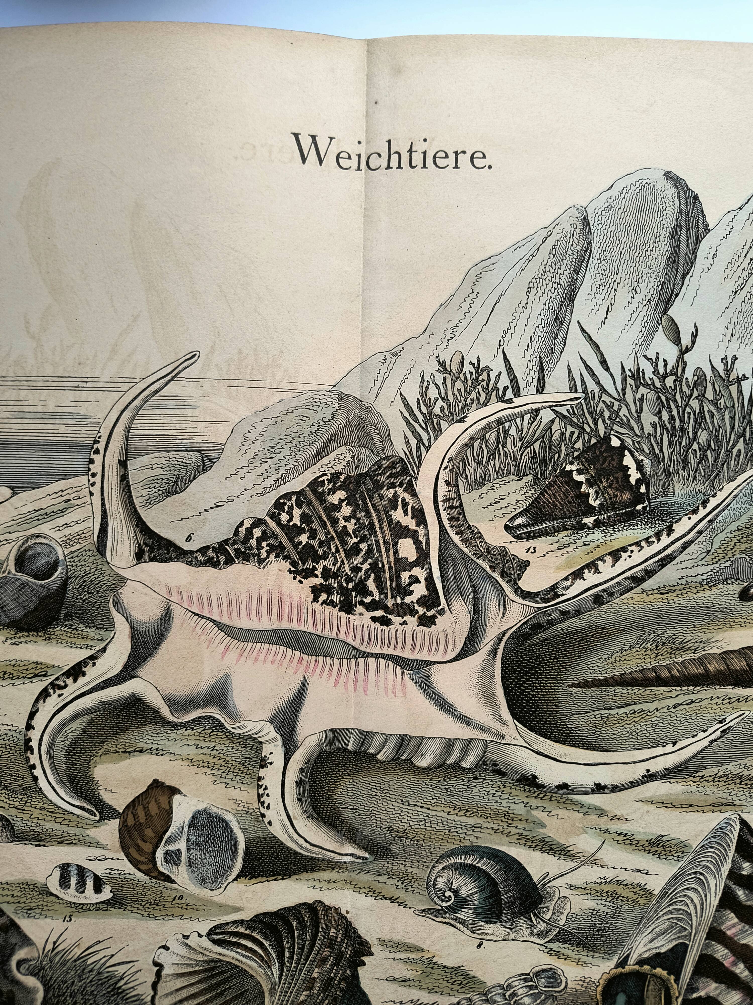 Gravure ancienne 1886 - Coquillages et mollusques 1.Lithographie planche