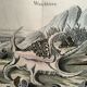 Antique engraving 1886 - Shells and mollusks 1. Lithograph plate