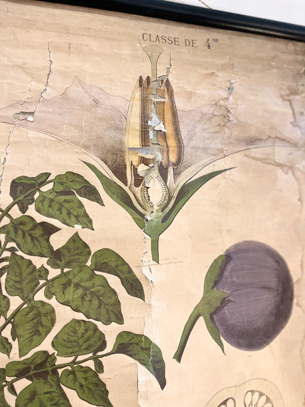 Old Deyrolle board "The potato"