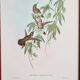 Lot de 7 chromolithographies oiseaux années 50
