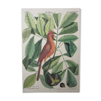 Gravure oiseau, le cardinal, repro Catesby/Seligmann