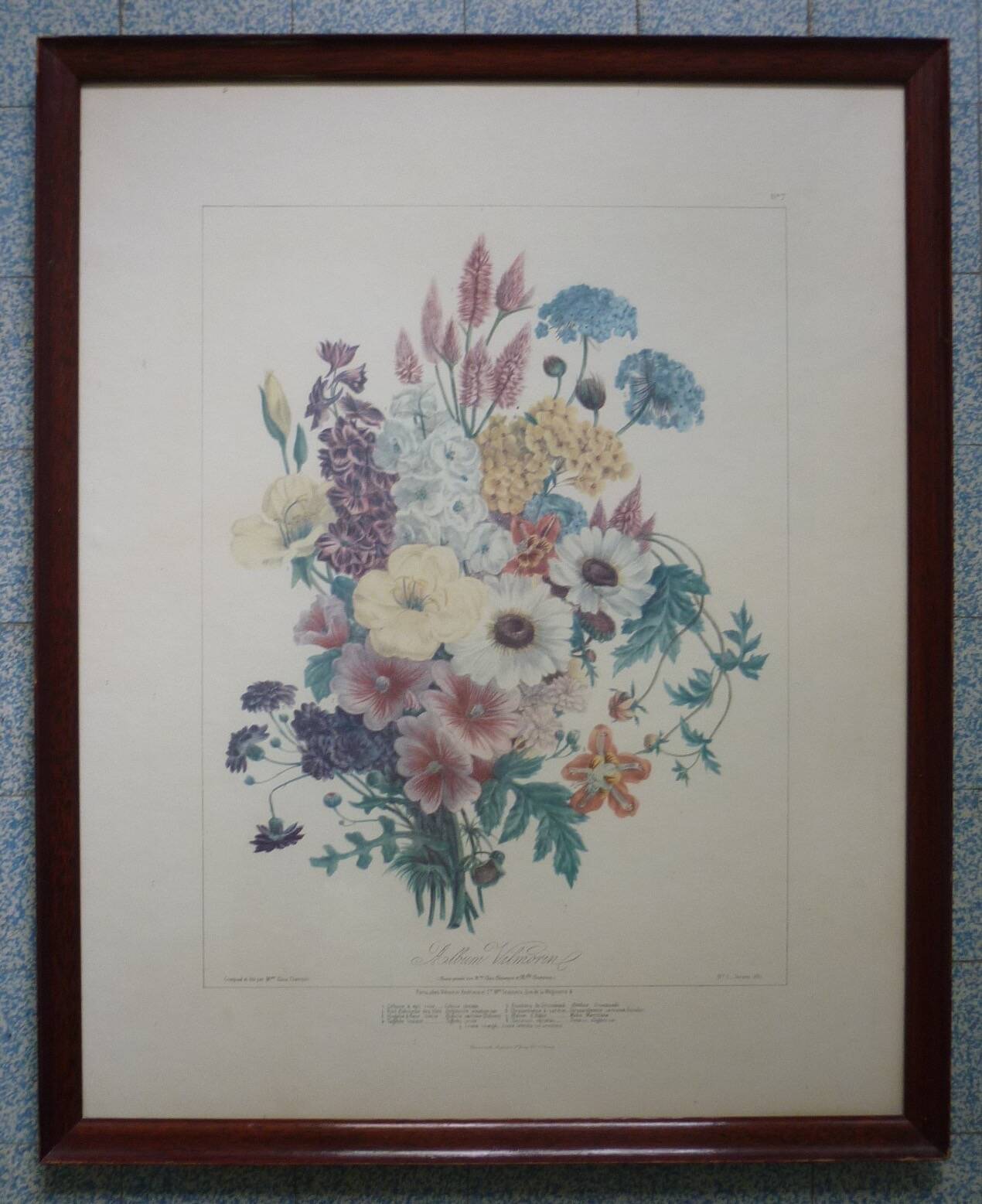 Framed Vilmorin lithograph, bouquet No 7, 1857, E. Champin