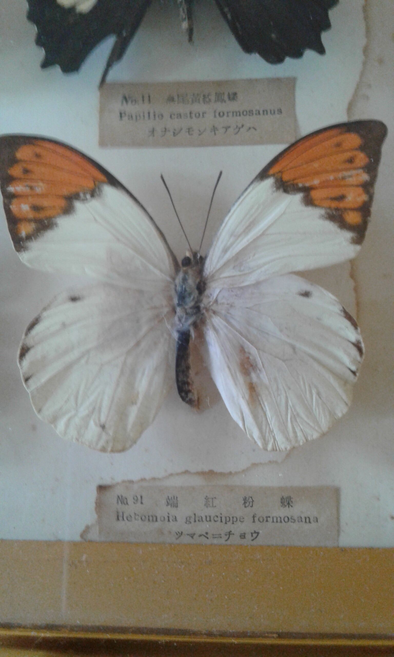 Naturalized butterfly frame