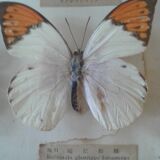 Naturalized butterfly frame