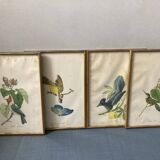 Set of ancient exotic bird illustrations
