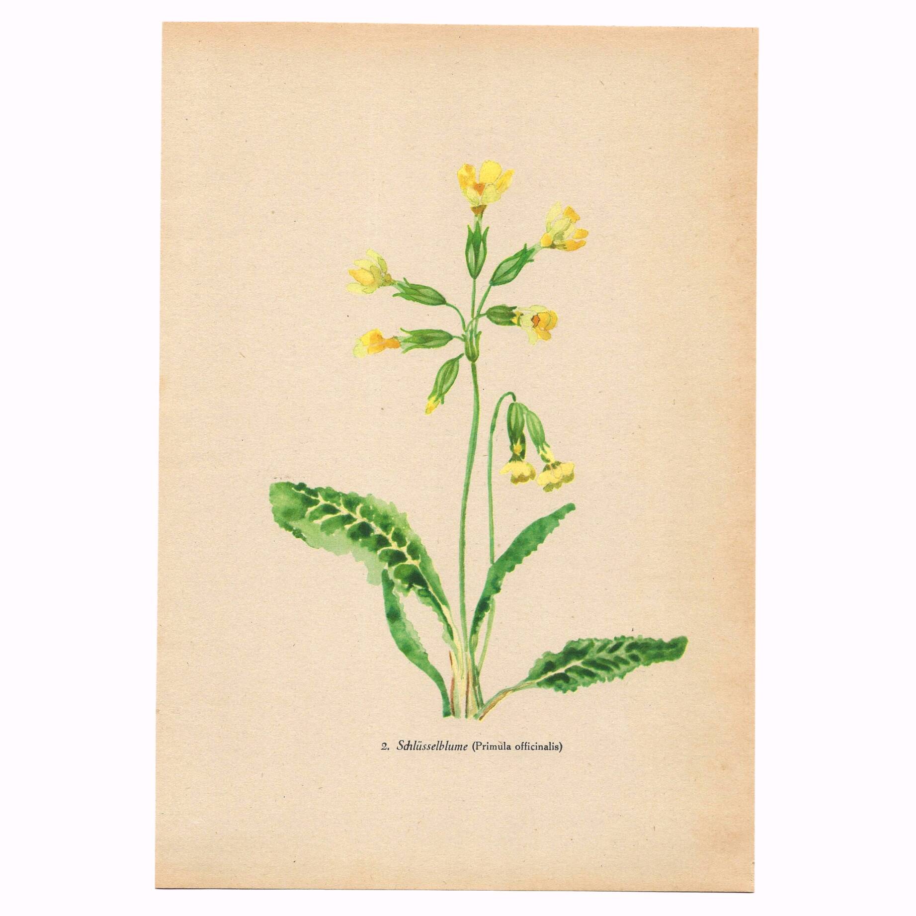 Antique illustration from 1948. Meadow flowers by Strache - Primrose