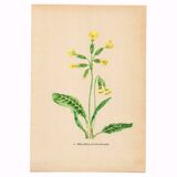 Antique illustration from 1948. Meadow flowers by Strache - Primrose